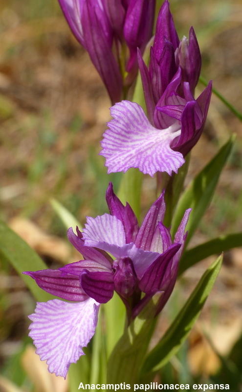 Andalusia: le orchidee e Grandi Pietre  marzo-aprile 2023.